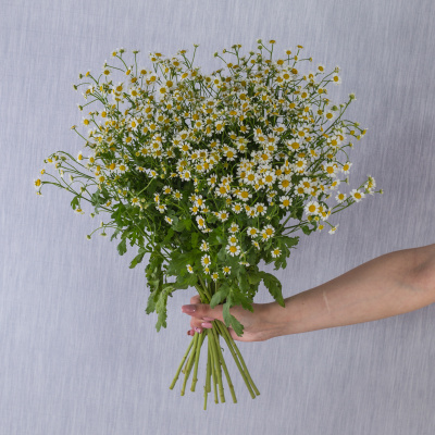 Букет из мелких кустовых ромашек танацетумов 50581