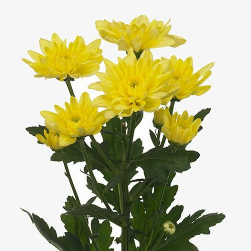 Хризантема кустовая МИКС ПОШТУЧНО арт. 19
