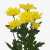 Хризантема кустовая МИКС ПОШТУЧНО арт. 19