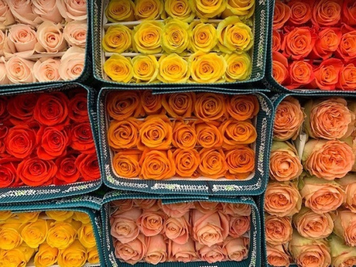 Розы Эквадор 100 шт. в технической упаковке. (40 см. по 25 шт. в упаковке)